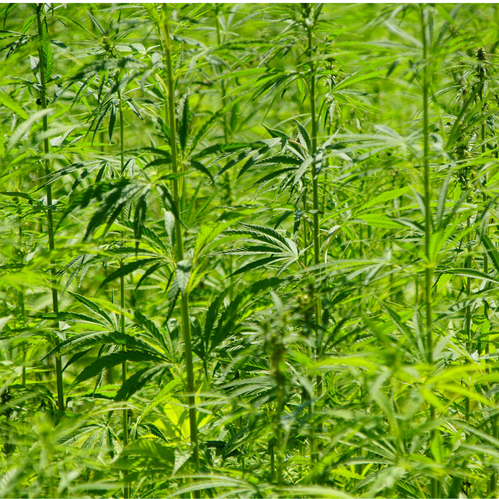 Hanfplantage – Ursprung unserer Hanfsaat